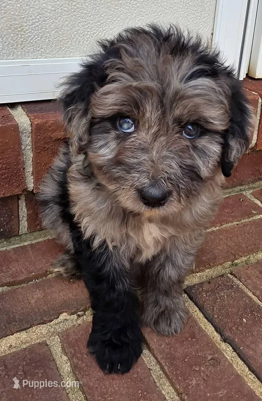 Rihanna  – Aussiedoodle puppy for sale in Lyman, SC
