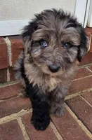 Rihanna , a female Aussiedoodle for sale in Lyman, SC – Photo 1 of 4