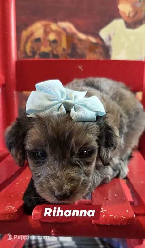 Rihanna  – Aussiedoodle puppy for sale in Lyman, SC