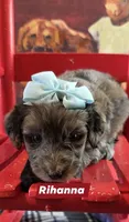 Rihanna , a female Aussiedoodle for sale in Lyman, SC – Photo 3 of 4