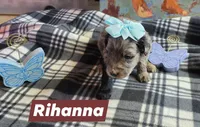 Rihanna , a female Aussiedoodle for sale in Lyman, SC – Photo 1 of 2
