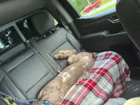 Yogi , a male Labradoodle for sale in Lyman, SC – 3 of 8