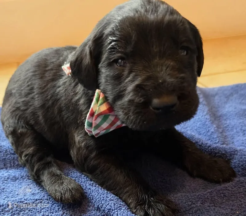 Saul  – Double Doodle puppy for sale in Lyman, SC