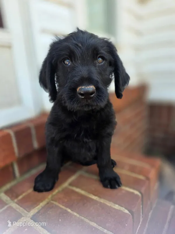 Saul  – Double Doodle puppy for sale in Lyman, SC