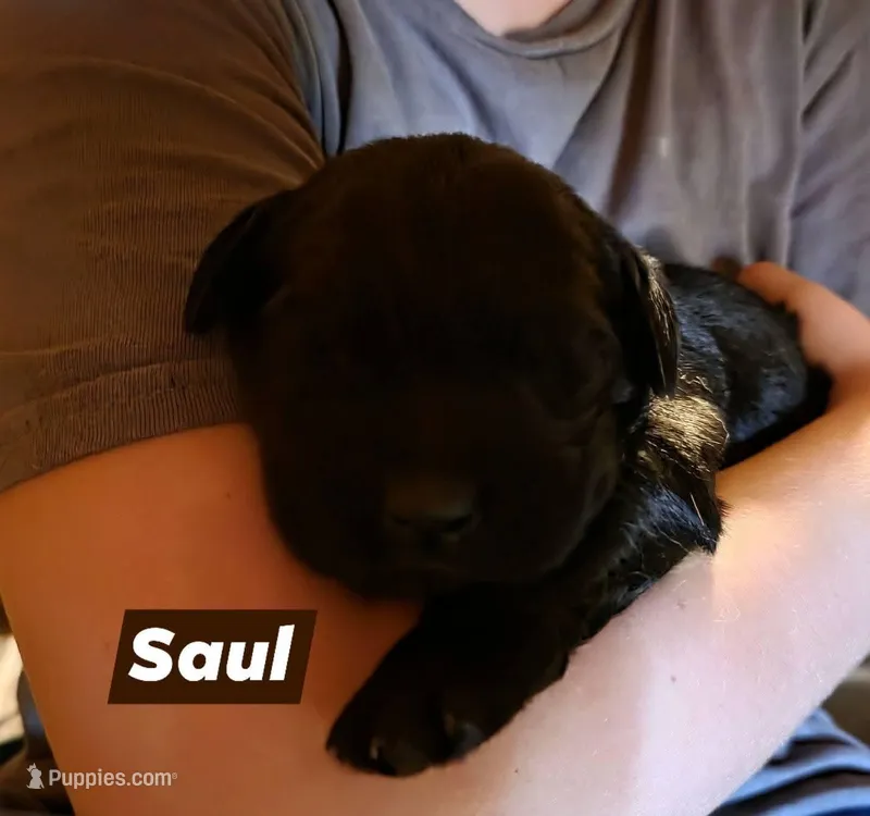 Saul 