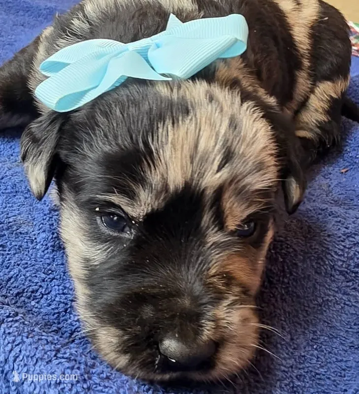 Meteor  – Double Doodle puppy for sale in Lyman, SC