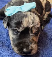 Meteor , a female Double Doodle for sale in Lyman, SC – Photo 1 of 2