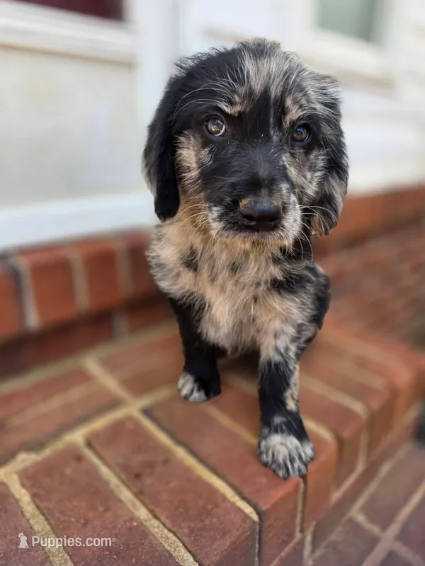 Meteor  – Double Doodle puppy for sale in Lyman, SC