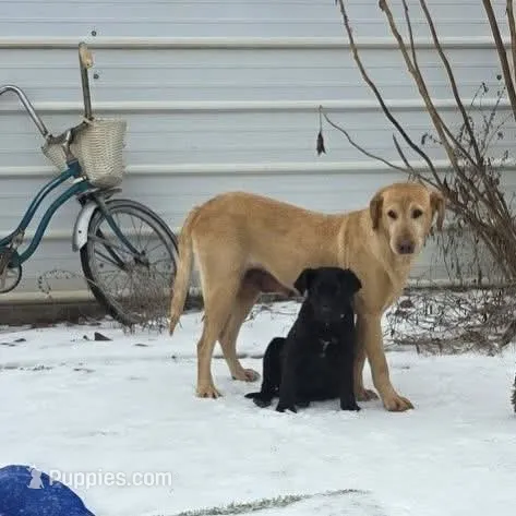 Penelope  – Labrador Retriever puppy for sale in Lyman, SC
