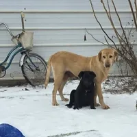 Penelope , a female Labrador Retriever for sale in Lyman, SC – 1 of 1