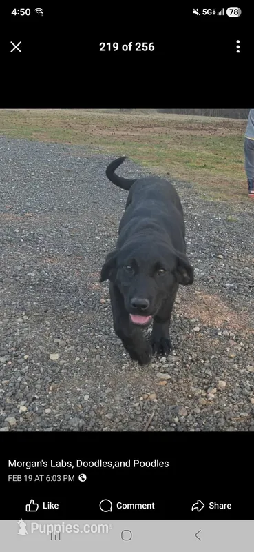 Nora  – Labrador Retriever puppy for sale in Lyman, SC