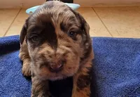 Charlotte , a female Double Doodle for sale in Lyman, SC – Photo 2 of 3