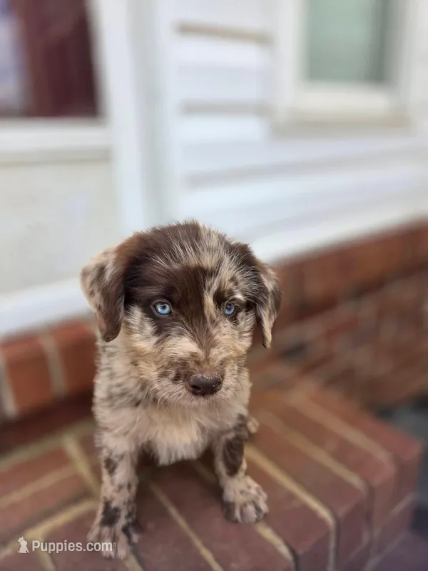 Charlotte  – Double Doodle puppy for sale in Lyman, SC