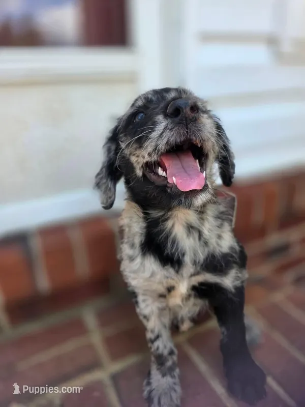 Sender – Double Doodle puppy for sale in Lyman, SC