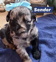 Sender, a female Double Doodle for sale in Lyman, SC – Photo 2 of 3