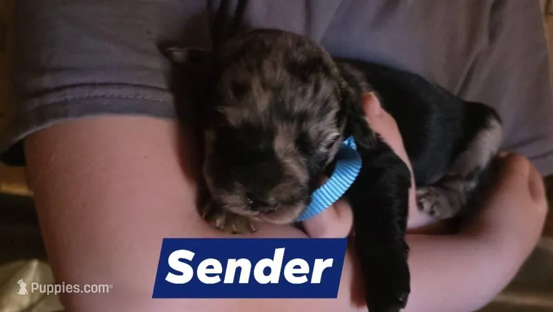 Sender – Double Doodle puppy for sale in Lyman, SC