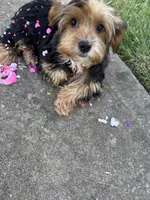 Reina, a female Yorkshire Terrier for sale in Carrollton, TX – 3 of 4
