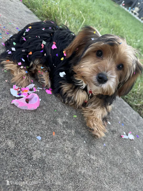 Reina – Yorkshire Terrier puppy for sale in Carrollton, TX