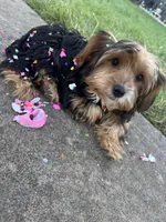 Reina, a female Yorkshire Terrier for sale in Carrollton, TX – 1 of 4