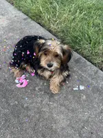 Reina, a female Yorkshire Terrier for sale in Carrollton, TX – 2 of 4