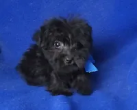 Ledger, a male Yorkipoo for sale in Jackson, TN – 7 of 10