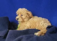Banjo, a male Yorkipoo for sale in Jackson, TN – 5 of 10