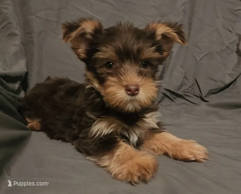 Chocolate Knox – Yorkshire Terrier puppy for sale in Jackson, TN