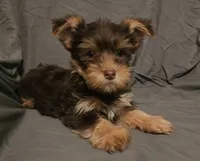 Chocolate Knox, a male Yorkshire Terrier for sale in Jackson, TN – 1 of 10