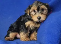Georgia, a female Yorkshire Terrier for sale in Jackson, TN – 10 of 10