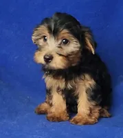 Gregory, a male Yorkshire Terrier for sale in Jackson, TN – 6 of 10