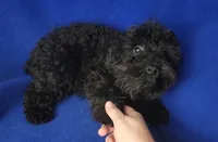 Griffin , a male Schnoodle for sale in Jackson, TN – 9 of 10