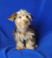 Liver Driscoll , a male Yorkshire Terrier for sale in Jackson, TN – 9 of 10