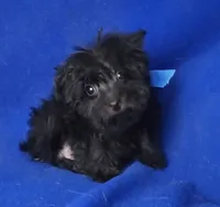 Ledger, a male Yorkipoo for sale in Jackson, TN – 3 of 10