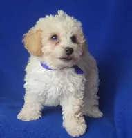 Marigold , a female Poodle - Toy  for sale in Jackson, TN – 8 of 10