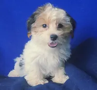 Spencer, a male Shichon for sale in Jackson, TN – 9 of 10