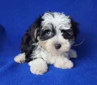 Pilot, a male Yorkipoo for sale in Jackson, TN – 5 of 10