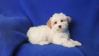 Amara, a female Morkie for sale in Jackson, TN – 2 of 10