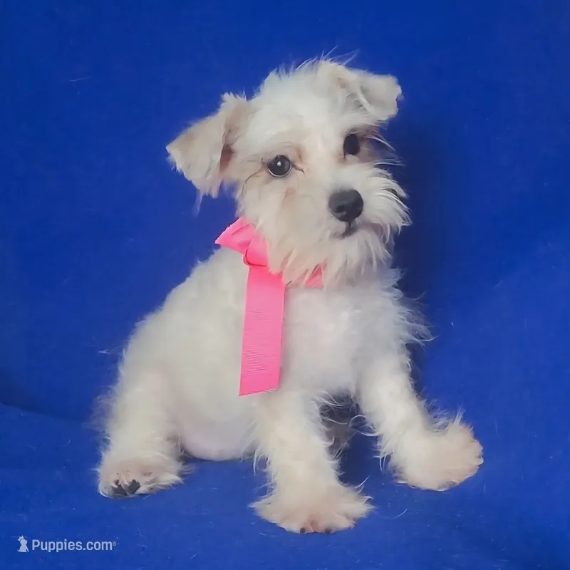 Gertie – Schnoodle puppy for sale in Jackson, TN