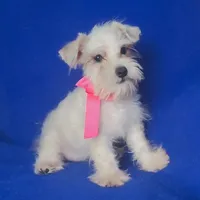 Gertie, a female Schnoodle for sale in Jackson, TN – 2 of 9