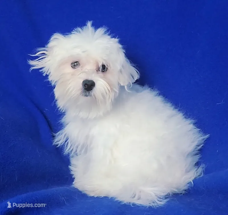 *FLASH SALE* Bowie – Maltese puppy for sale in Jackson, TN