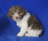 Micah, a male Poodle - Toy  for sale in Jackson, TN – 3 of 9