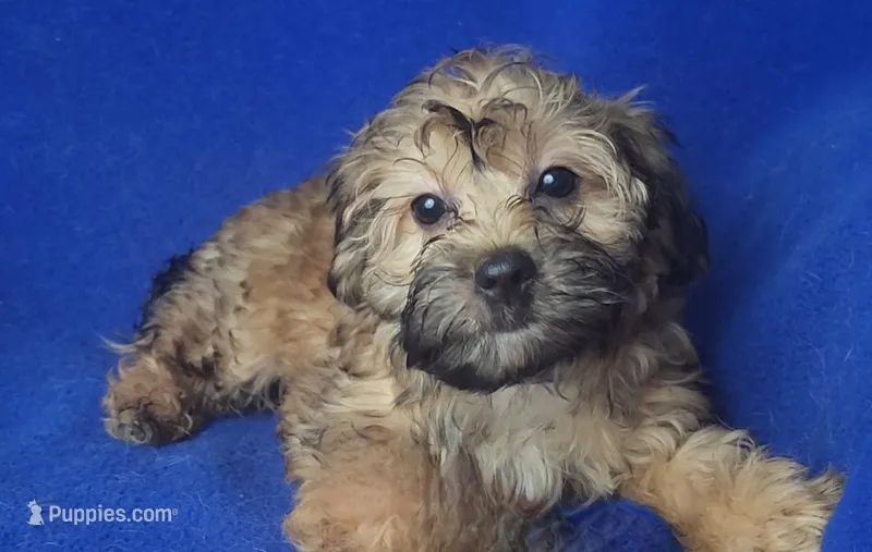 Ollie – Yorkipoo puppy for sale in Jackson, TN