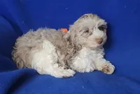 Chocolate Merle Chester , a male Cockapoo for sale in Jackson, TN – 4 of 10