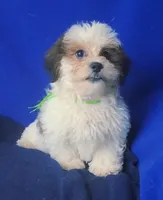 *FLASH SALE* Spencer, a male Shichon for sale in Jackson, TN – 9 of 10