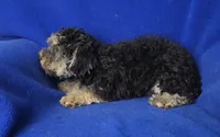 Murphy, a male Yorkipoo for sale in Jackson, TN – 3 of 10