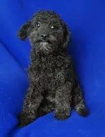 Maverick, a male Poodle - Miniature  for sale in Jackson, TN – 9 of 10