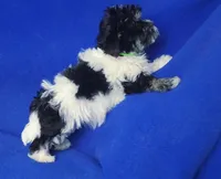 Valerie, a female Maltipoo for sale in Jackson, TN – Photo 4 of 10