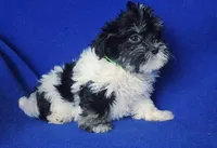 Valerie, a female Maltipoo for sale in Jackson, TN – Photo 2 of 10