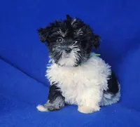 Valerie, a female Maltipoo for sale in Jackson, TN – Photo 10 of 10