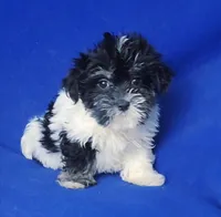 Valerie, a female Maltipoo for sale in Jackson, TN – Photo 7 of 10